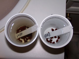 5. Changing the water - On the left side a cup after one day, on the right a side cup with fresh water - iriszucht.de