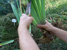 7. Trimming foliage - Pruning the leaves of an iris to compensate root trimming - iriszucht.de