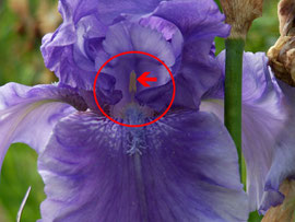 2.Checking fertility - Where to find pollen at an iris flower - iriszucht.de