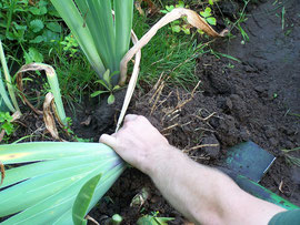 2. Taking the plant - Pulling an iris out of the soil - iriszucht.de