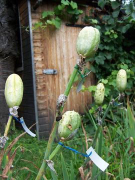 7. Maximale Größe - Wenn die Saatkapsel der Schwertlilie ihre volle Größe erreicht hat, sollte sie nicht direkt geerntet werden - iriszucht.de