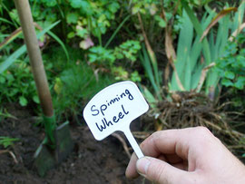4. Collecting the plants - Heaping dug out irises - iriszucht.de