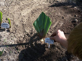 9. Planting - Pricking in of an iris - iriszucht.de