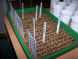 13. Embedding the seed - Arrange the grains neatly - iriszucht.de