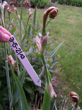 6. Formation of a seedpod - If the crossing of irises was successful the seedpod will start growing after about one week - iriszucht.de