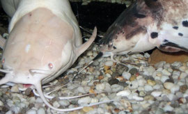 Clarias batrachus bei der Nahrungsaufnahme