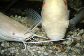 Froschwels und Astronotus ocellatus (Pfauenaugenbuntbarsch)