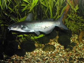 Ictalurus punctatus