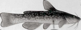 Ameiurus serracathus