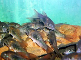 Corydoras-Schwarm