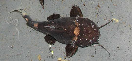 Batrochoglanis raninus