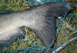 Channel Catfish (Ictalurus punctatus)