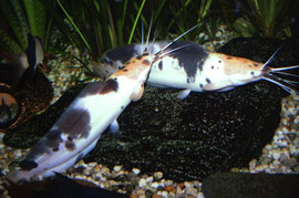 Clarias batrachus