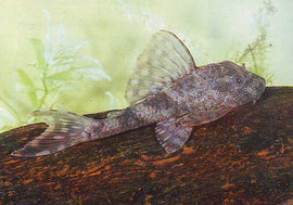 Hypostomus spec.