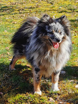 Pomeranian Hündin Heidi von der Arnold's Eiche.