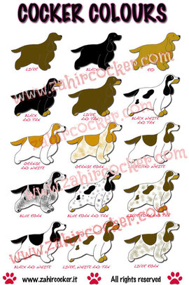 I Colori Del Cocker Cocker Spaniel Inglese Roma