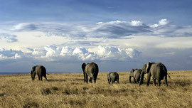 Parco Nazionale Amboseli.