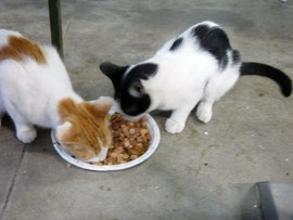 Leo e Poldo
