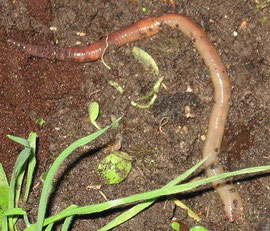 Lumbricus terrestris by Michael Linnenbach