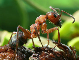 Formica rufa Arbeiterin by Richard Bartz