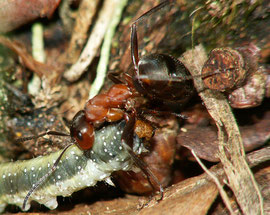 Formica rufa frißt Raupe by Piet Spaans