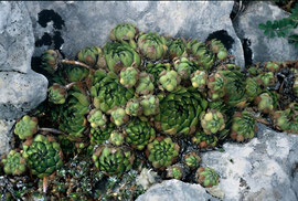 Sempervivum riccii bzw. S. tectorum, Vallelonga-Gebiet, Abruzzen, in situ, Foto: Mariangela Costanzo, alle Rechte vorbehalten