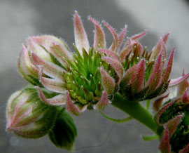 Abnorm abgewandelte Blütenorgane eines verbreiteten, alten Kultivars der Dach-Hauswurz (S. tectorum), in Kultivation