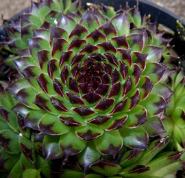 Sempervivum 'Reinhard'. Foto: Manuel Werner
