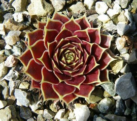 Sempervivum heuffelii 'Sibylle" (Syn. Jovibarba heuffelii 'Sibylle'. Foto: Manuel Werner