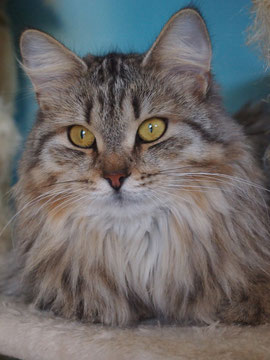 Veselka Emma - Gatto Siberiano