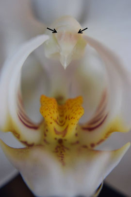 Frontalansicht einer Phalaenopsis Blüte. Die Pfeile makieren die beiden Pollinien, welche unter der Antherenklappe gelblich durchscheinen.