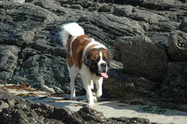 Leo auf dem Weg zum Strand