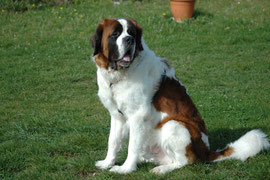 Leo im Garten