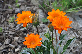 Gartenblume