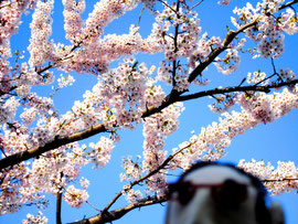 桜トンネルの満開の桜画像