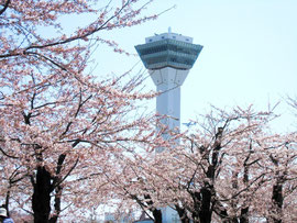 五稜郭公園の桜画像