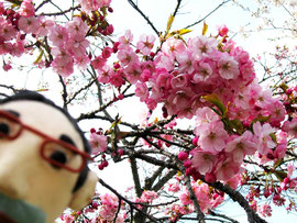 世界に1本だけの桜、森小町の画像