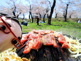 桜の下のジンギスカン画像