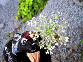 おなじみの花ですわ