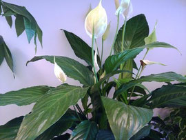 Spathiphyllum