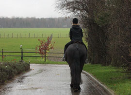 Oscar auf dem Weg zur großen Halle; im Hintergrund ist der Chorbusch, das Ausreitgelände zu sehen