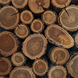Holz - Rohstoff für Lyocell 
