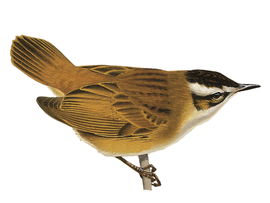 http://www.birdguides.com