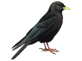 http://www.avibirds.com