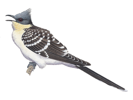 http://www.birdguides.com