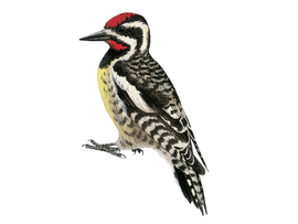 http://www.birdguides.com