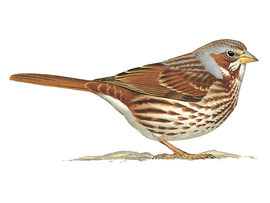 http://www.birdguides.com
