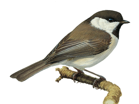 http://www.birdguides.com