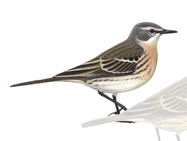 http://www.birdguides.com