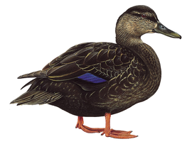 http://www.birdguides.com